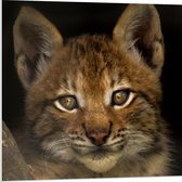 WallClassics - PVC Schuimplaat- Bruine Lynx - 80x80 cm Foto op PVC Schuimplaat