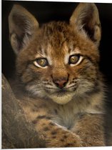 WallClassics - PVC Schuimplaat- Bruine Lynx - 60x80 cm Foto op PVC Schuimplaat