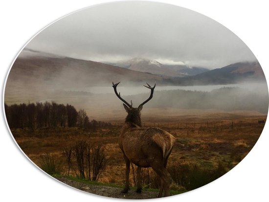 WallClassics - Feuille de Mousse PVC Ovale - Cerf Regardant la Vallée - 56x42 cm Photo sur Ovale (Avec Système d'accrochage)