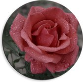 WallClassics - Dibond Muurcirkel - Artistieke Roze Roos - 40x40 cm Foto op Aluminium Muurcirkel (met ophangsysteem)