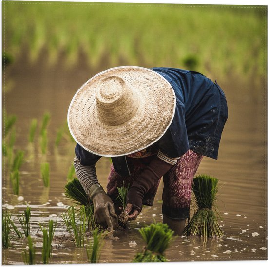 WallClassics - Drapeau - Un fermier asiatique cueille du riz - 50 x 50 cm Photo sur drapeau en polyester