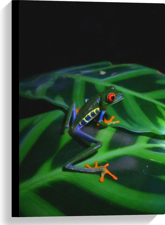 Canvas - Groene Tropische Kikker op Blad - 40x60 cm Foto op Canvas Schilderij (Wanddecoratie op Canvas)