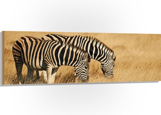 Hout - Grazend Zebra Duo in het Droog Gras Landschap - 150x50 cm - 9 mm dik - Foto op Hout (Met Ophangsysteem)