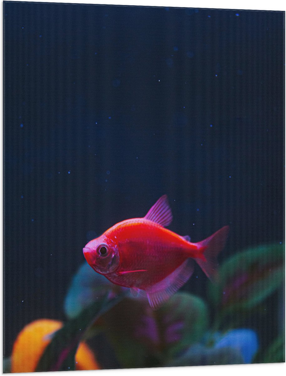 Vlag - Rode Vis in Aquarium - 75x100 cm Foto op Polyester Vlag