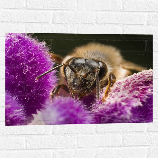 Muursticker - Honingbij tussen Paarse Pluizige Bloemen - 75x50 cm Foto op Muursticker