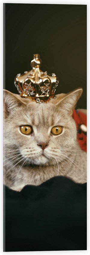 Acrylglas - Kat als Koning met Kroontje - 20x60 cm Foto op Acrylglas (Wanddecoratie op Acrylaat)