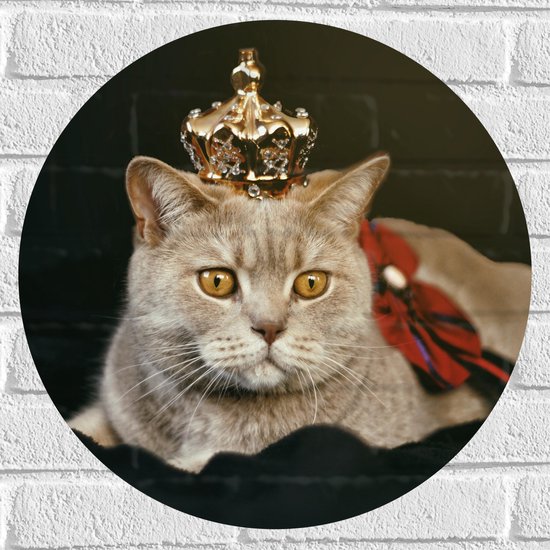 Muursticker Cirkel - Kat als Koning met Kroontje - 50x50 cm Foto op Muursticker