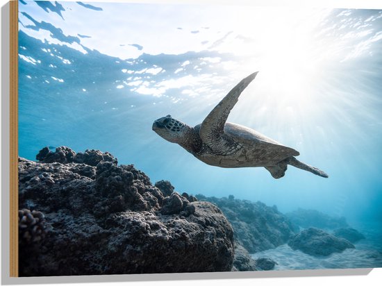 WallClassics - Hout - Tropische Zeeschildpad onder het Wateroppervlak - 80x60 cm - 9 mm dik - Foto op Hout (Met Ophangsysteem)