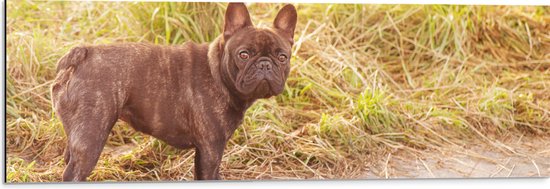 Dibond - Franse Bulldog Hond op Bospad - 90x30 cm Foto op Aluminium (Met Ophangsysteem)