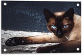 Tuinposter – Aankijkende Bruine Kat met Blauwe Ogen - 60x40 cm Foto op Tuinposter (wanddecoratie voor buiten en binnen)