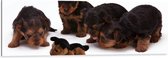 WallClassics - Dibond - Vier Bruin met Zwarte Puppy's bij Soortgenoot Knuffel - 120x40 cm Foto op Aluminium (Met Ophangsysteem)