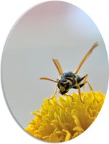 PVC Schuimplaat Ovaal - Wesp op Gele Narcis - 30x40 cm Foto op Ovaal (Met Ophangsysteem)
