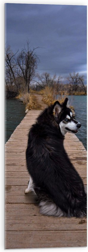 WallClassics - Acrylglas - Zwarte Alaska Hond op Brug over het Water - 30x90 cm Foto op Acrylglas (Wanddecoratie op Acrylaat)
