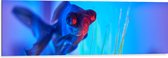 WallClassics - Dibond - Zwemmende Vis in het Water - 120x40 cm Foto op Aluminium (Met Ophangsysteem)