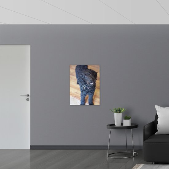 WallClassics - Verre acrylique - Chien Labradoodle noir souriant - Photo 60x80 cm sur verre acrylique (Décoration murale sur acrylique)