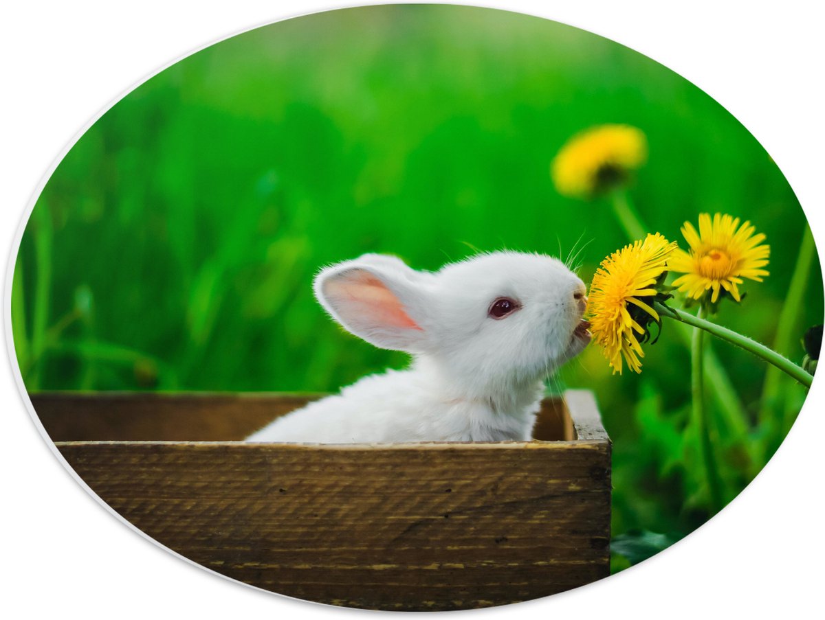 PVC Schuimplaat Ovaal - Baby Konijntje in Houten Kistje tussen Gele Paardebloemen - 40x30 cm Foto op Ovaal (Met Ophangsysteem)