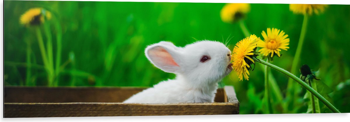 Dibond - Baby Konijntje in Houten Kistje tussen Gele Paardebloemen - 120x40 cm Foto op Aluminium (Met Ophangsysteem)