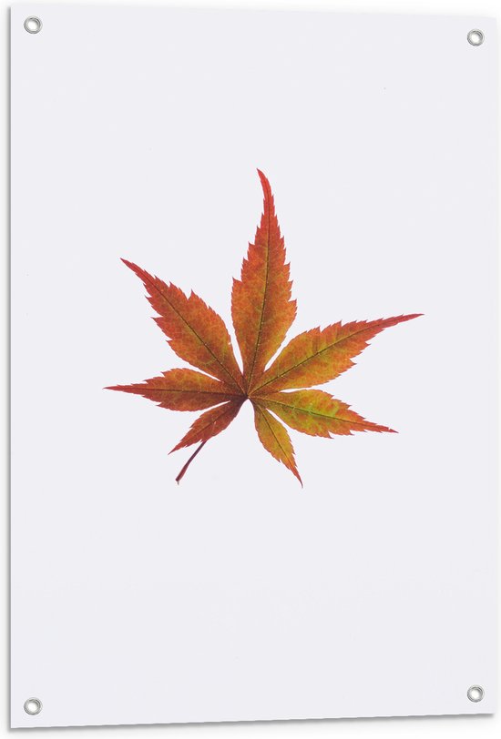 Tuinposter – Bruin Herfstblad op Witte Achtergrond - 60x90 cm Foto op Tuinposter (wanddecoratie voor buiten en binnen)