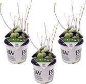 Plant in a Box - Hydrangea Strong Annabelle - Set van 3 - Hortensia - Sterke Winterharde Bladverliezende Heester - Pot 19cm - Hoogte 30-40cm