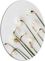 Dibond Ovaal - Schuin Groeiende Witte Bloemen - 72x96 cm Foto op Ovaal (Met Ophangsysteem)