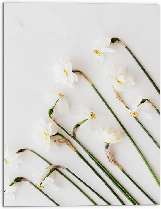 Dibond - Schuin Groeiende Witte Bloemen - 60x80 cm Foto op Aluminium (Met Ophangsysteem)