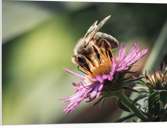 WallClassics - Panneau en mousse PVC – Guêpe sur Bloem violette avec branche verte – 80 x 60 cm Photo sur panneau en mousse PVC