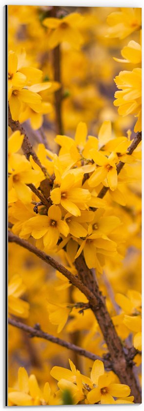 Dibond - Kleine Gele Bloemetjes aan Bruine Takken in Struik - 20x60 cm Foto op Aluminium (Met Ophangsysteem)