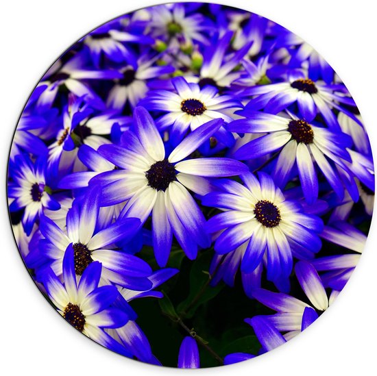 Dibond Muurcirkel - Struik gevuld met Blauw met Witte Bloemen - 70x70 cm Foto op Aluminium Muurcirkel (met ophangsysteem)