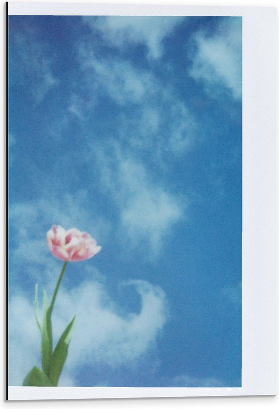 Dibond - Polaroid van Roze Bloem onder Sluierbewolking - 40x60 cm Foto op Aluminium (Wanddecoratie van metaal)