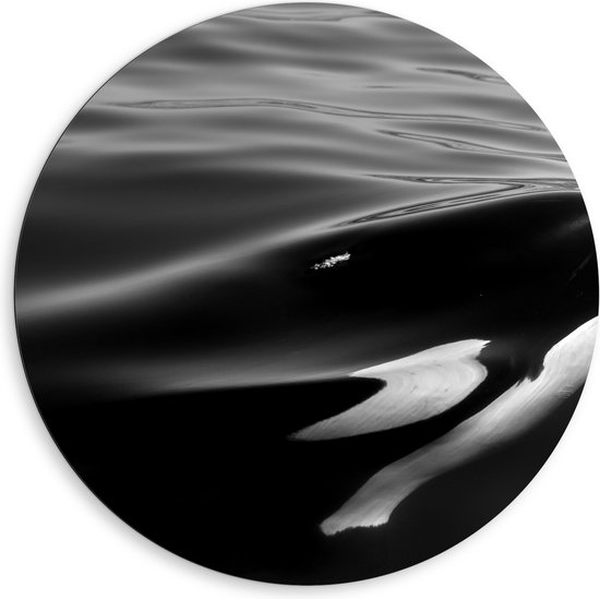 WallClassics - Dibond Muurcirkel - Zwart met Witte Orka aan het Wateroppervlak (Zwart- wit) - 80x80 cm Foto op Aluminium Muurcirkel (met ophangsysteem)