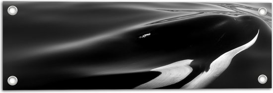 WallClassics - Tuinposter – Zwart met Witte Orka aan het Wateroppervlak (Zwart- wit) - 60x20 cm Foto op Tuinposter (wanddecoratie voor buiten en binnen)