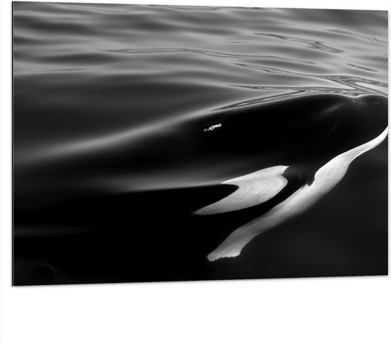 WallClassics - Dibond - Zwart met Witte Orka aan het Wateroppervlak (Zwart- wit) - 100x75 cm Foto op Aluminium (Wanddecoratie van metaal)