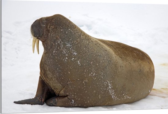 WallClassics - Dibond - Wegkijkende Walrus in Sneeuwlandschap - 120x80 cm Foto op Aluminium (Wanddecoratie van metaal)