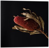 Dibond - Tak met Rode Plant tegen Zwarte Achtergrond - 50x50 cm Foto op Aluminium (Met Ophangsysteem)