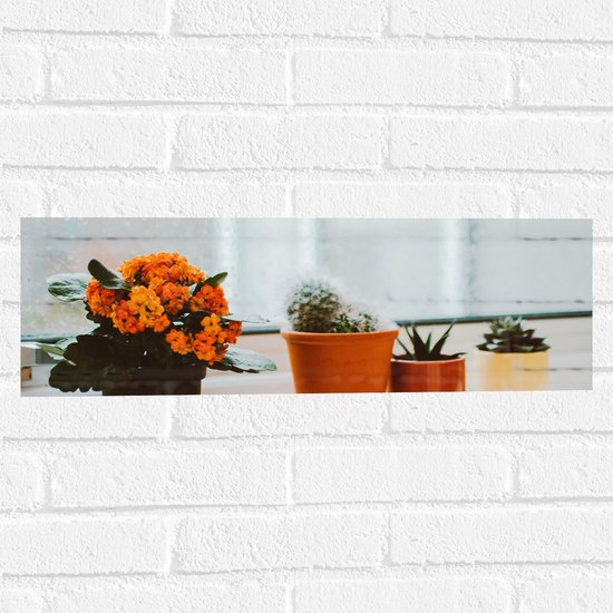 Muursticker - Verschillende Bruin Getinte Potjes met Planten en Bloemen in Raamkozijn - 60x20 cm Foto op Muursticker