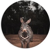 WallClassics - Cercle mural en Dibond - Zebra dans les Forêts - Photo 90x90 cm sur cercle mural en aluminium (avec système d'accrochage)