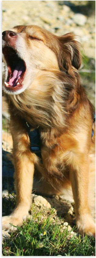 WallClassics - Poster Glanzend – Zittende Hond met open Mond - 30x90 cm Foto op Posterpapier met Glanzende Afwerking