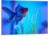 WallClassics - Dibond - Zwemmende Vis in het Water - 100x75 cm Foto op Aluminium (Met Ophangsysteem)
