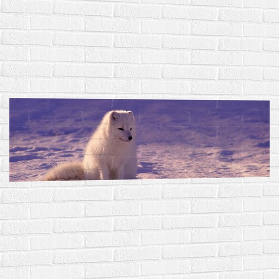 WallClassics - Muursticker - Witte Vos in de Sneeuw met Paarse Gloed - Poolvos - 120x40 cm Foto op Muursticker