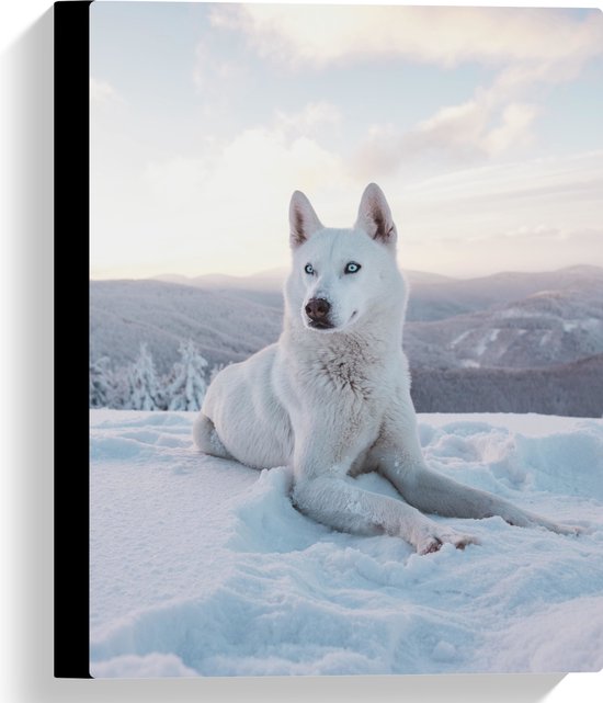 WallClassics - Canvas - Witte Husky Liggend in de Sneeuw op een Berg - 30x40 cm Foto op Canvas Schilderij (Wanddecoratie op Canvas)