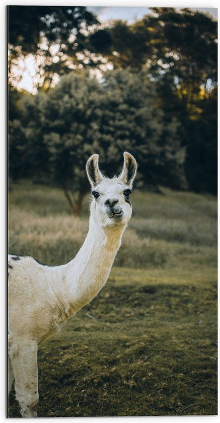 WallClassics - Dibond - Witte Lama met Zwarte Vlekken in de Natuur - 50x100 cm Foto op Aluminium (Met Ophangsysteem)