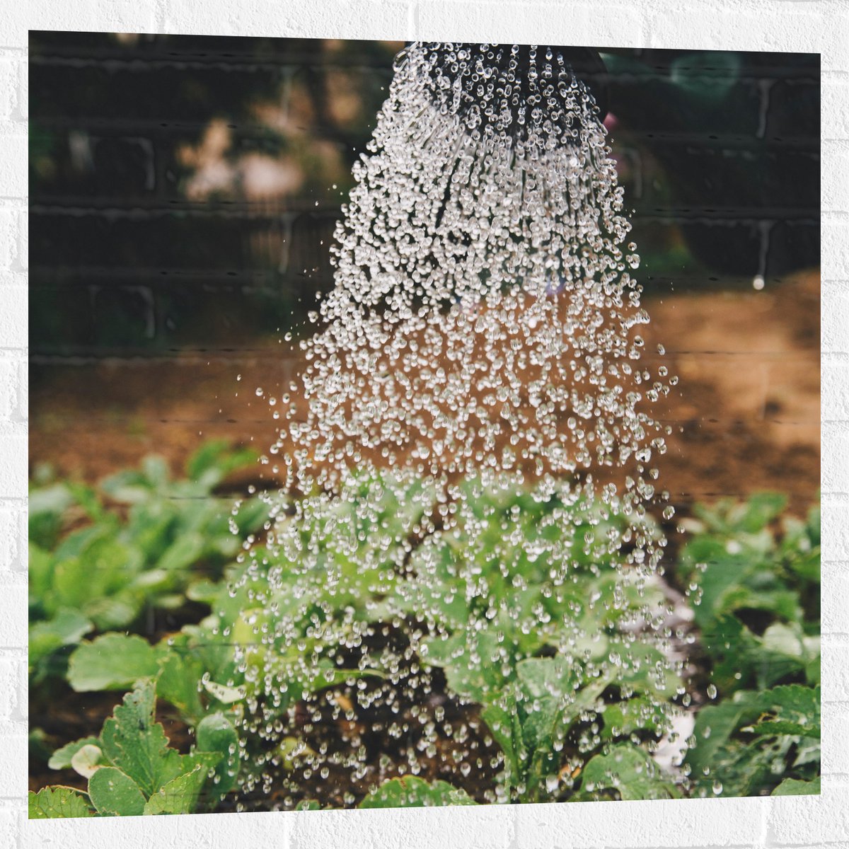 Muursticker - Planten Water Geven met Gieter - 80x80 cm Foto op Muursticker