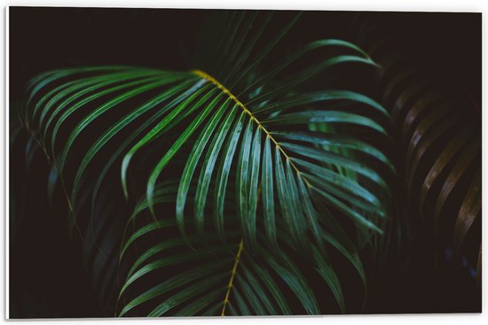 PVC Schuimplaat- Groene Palmbladeren - 60x40 cm Foto op PVC Schuimplaat