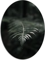 Dibond Ovaal - Groene Varens Plant - 60x80 cm Foto op Ovaal (Met Ophangsysteem)