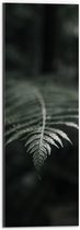 Dibond - Groene Varens Plant - 20x60 cm Foto op Aluminium (Wanddecoratie van metaal)