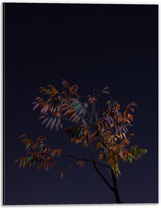 Dibond - Tak met Bladeren in Nacht - 30x40 cm Foto op Aluminium (Met Ophangsysteem)