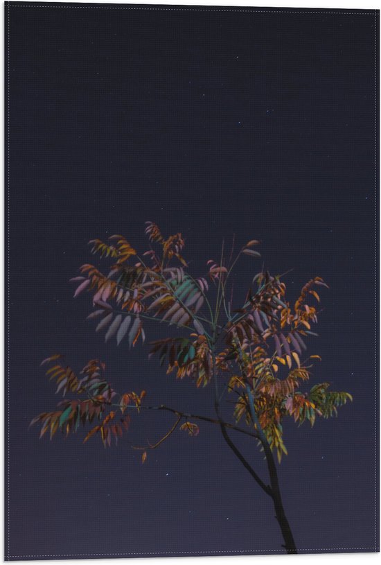 Vlag - Tak met Bladeren in Nacht - 40x60 cm Foto op Polyester Vlag