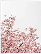 Dibond - Roze Sakura - 60x80 cm Foto op Aluminium (Met Ophangsysteem)
