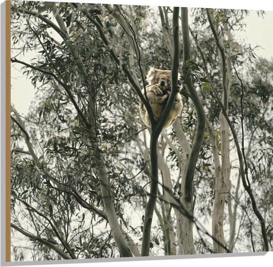 Hout - Koala Beer in de Boom - 100x100 cm - 9 mm dik - Foto op Hout (Met Ophangsysteem)