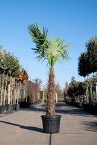 Palmboom zaden (15 stuks) - Trachycarpus fortunei - Chinese Waaierpalm - Voordeel Verpakking